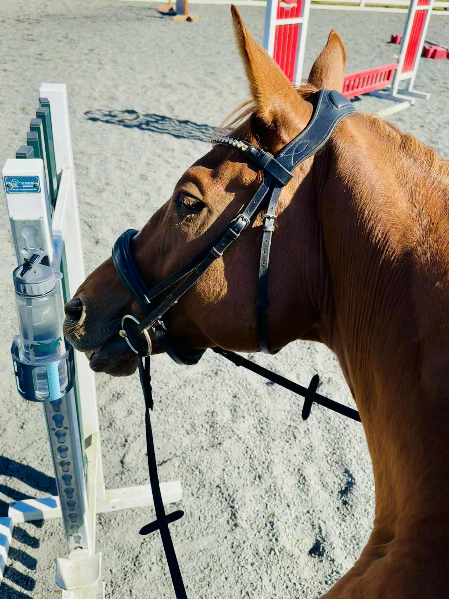 12 Nylon Cup Horse Jump Cups Keyhole Jumping Equipment FEI Stand OZ Made Unbranded